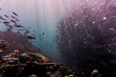海的未来？海洋经济如何能够对抗塑料污染。